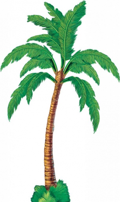 palmboom-groot
